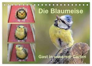 Die Blaumeise, Gast in unserem Garten (Tischkalender 2024 DIN A5 quer), CALVENDO Monatskalender de Rufotos Rufotos