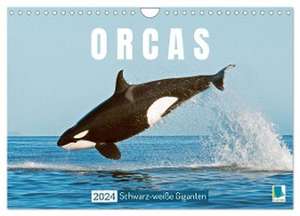 Orcas: Schwarz-weiße Giganten (Wandkalender 2024 DIN A4 quer), CALVENDO Monatskalender de Calvendo Calvendo