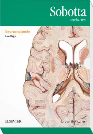 Sobotta Lernkarten Neuroanatomie de Lars Bräuer