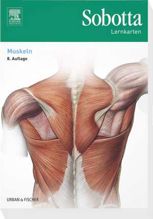 Sobotta Lernkarten Muskeln de Lars Bräuer