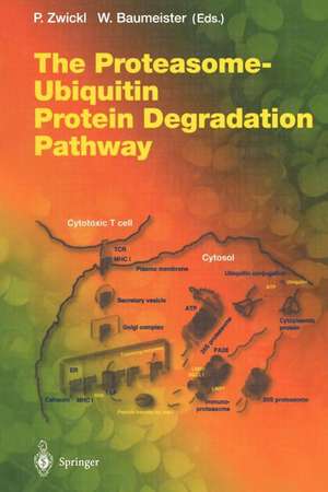 The Proteasome — Ubiquitin Protein Degradation Pathway de Peter Zwickl