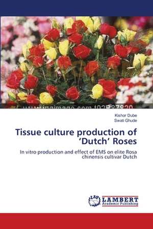 Tissue culture production of 'Dutch' Roses de Kishor Dube