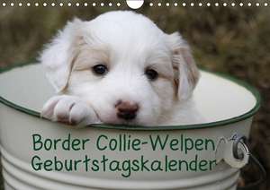 Border Collie-Welpen / AT-Version / Geburtstagskalender (Wandkalender immerwährend DIN A4 quer) de Antje Lindert-Rottke