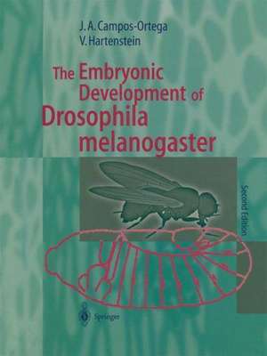 The Embryonic Development of Drosophila melanogaster de Jose A. Campos-Ortega