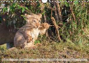 Emotionale Momente: Liebenswerte Löwenbabys (Wandkalender 2016 DIN A4 quer) de Ingo Gerlach Gdt