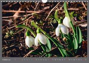 Blumen für Dich (Wandkalender 2016 DIN A4 quer) de Adalbert Helwig