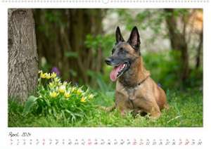 Malinois - Partner auf vier Pfoten (hochwertiger Premium Wandkalender 2024 DIN A2 quer), Kunstdruck in Hochglanz de Martina Wrede - Wredefotografie