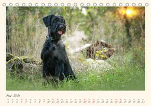 Riesenschnauzer... charakterstarke Hunde (Tischkalender 2024 DIN A5 quer), CALVENDO Monatskalender de Martina Wrede - Wredefotografie