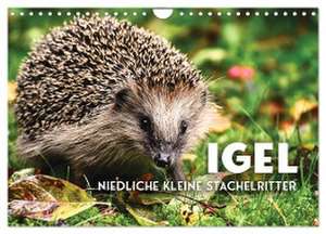 Igel - Niedliche kleine Stachelritter (Wandkalender 2024 DIN A4 quer), CALVENDO Monatskalender de Sf Sf