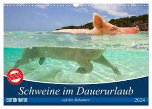 Schweine im Dauerurlaub auf den Bahamas! (Wandkalender 2024 DIN A3 quer), CALVENDO Monatskalender de Elisabeth Stanzer