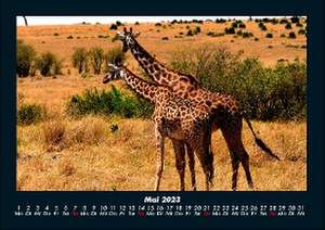 Giraffen Kalender 2023 Fotokalender DIN A4 de Tobias Becker