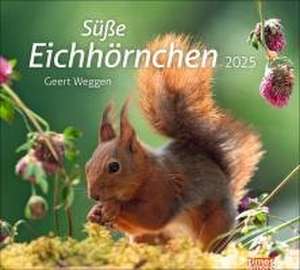 Eichhörnchen Bildkalender 2025 de Geert Weggen