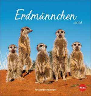Erdmännchen Postkartenkalender 2026 de Heye