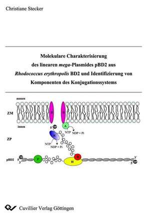 Molekulare Charakterisierung des linearen mega-Plasmides pBD2 aus Rhodococcus erythropolis BD2 und Identifizierung von Komponenten des Konjugationssystems de Christiane Stecker