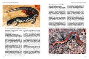 Molche und Salamander de Frank Pasmans