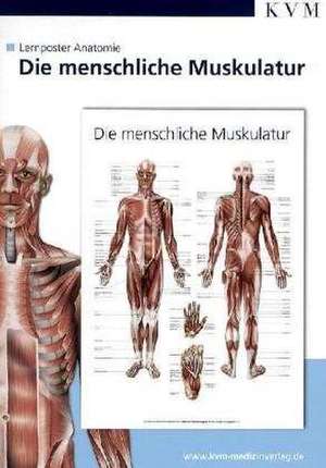 Anatomie Lernposter. Die menschliche Muskulatur