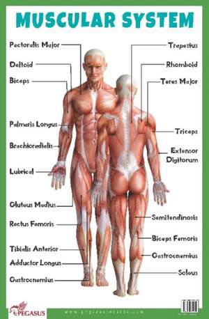 Muscular System Educational Chart de Pegasus