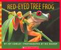 Red-Eyed Tree Frog