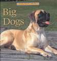 Big Dogs