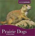 Prairie Dogs