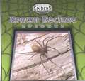 Brown Recluse Spiders