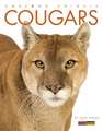 Cougars