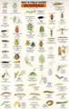 Mac's Field Guide: Bad Garden Bugs of the Pacific Northwest : Good Garden Bugs of the Pacific Northwest