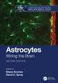 Astrocytes: Wiring the Brain