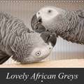 Lovely African Greys (Wall Calendar 2018 300 × 300 mm Square)