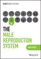 The Male Reproductive System