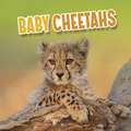 Baby Cheetahs