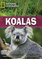 Koalas