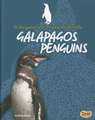 Galapagos Penguins