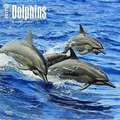 Dolphins - Delfine 2017 - 18-Monatskalender