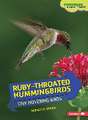 Ruby-Throated Hummingbirds: Tiny Hovering Birds