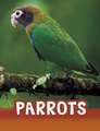 Schuh, M: Parrots