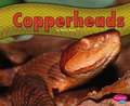 Copperheads