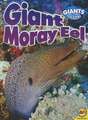 Giant Moray Eel