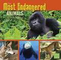 The Most Endangered Animals in the World