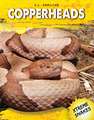 Copperheads