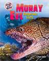 Moray Eel: Dangerous Teeth