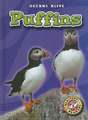 Puffins