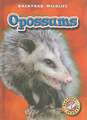 Opossums