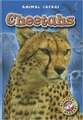 Cheetahs