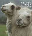 Camels