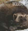 Wolverines