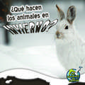 ?Que Hacen los Animales en Invierno?