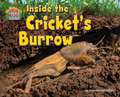 Inside the Cricket's Burrow