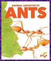 Ants