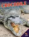 Crocodile